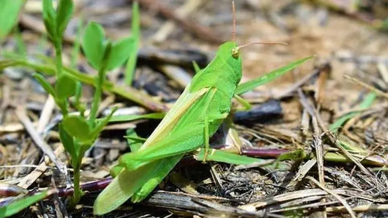 Haryana issues alert after swarms of locusts enter Rewari, Gurgaon districts