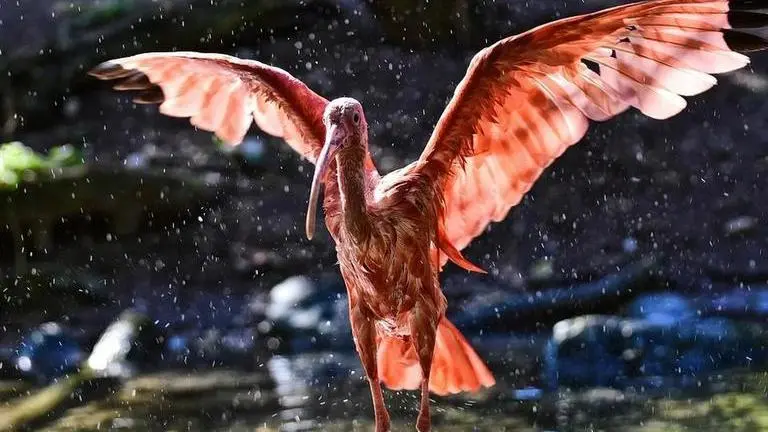 Chilean zoo is looking for ‘animal godparents’ amid continued recession Chilean zoo is looking for ‘animal godparents’ amid continued recession