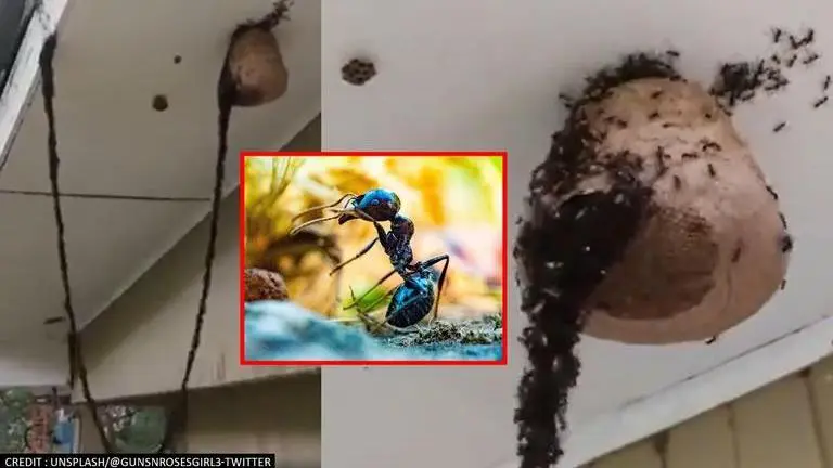 'Unbelievable': Army ants make bridge to ransack wasp's nest in a 'raid' | Watch Ants