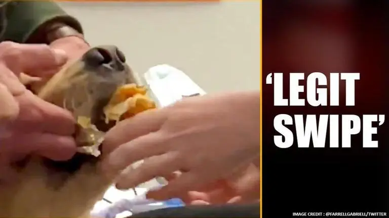 Elizabeth Warren's dog Bailey breaks internet after 'stealing' burrito Elizabeth Warren