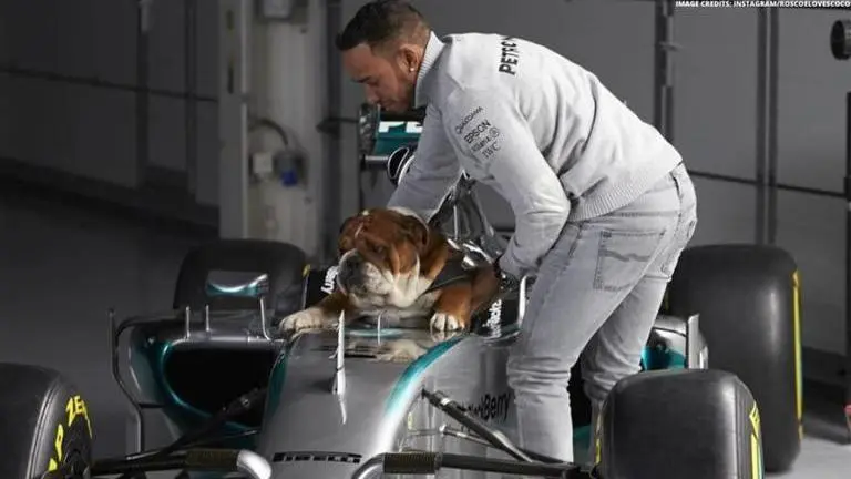 Lewis Hamilton's dog at major health risk over vegan diet: British animal expert Lewis Hamilton