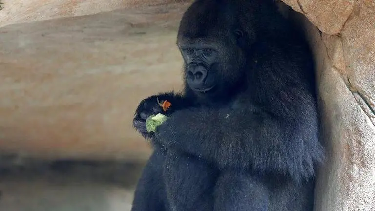 Endangered gorilla