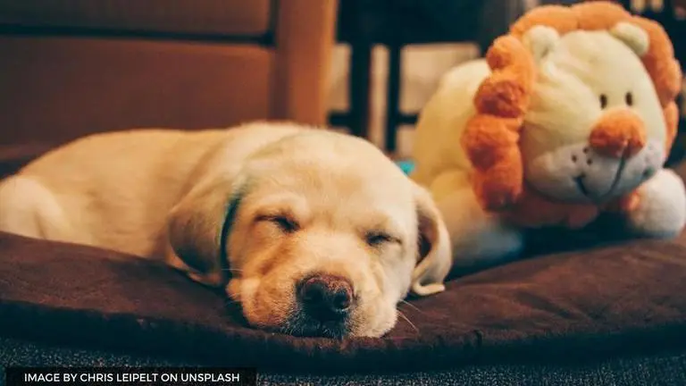 is today national nap day