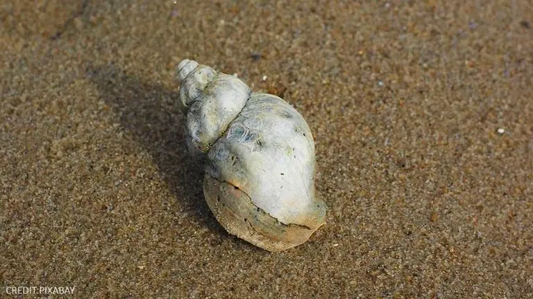 Climate change in mid-Atlantic region threatens survival of the 'Whelk' - a sea snail Climate change