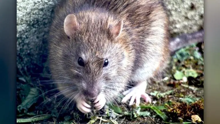 US: New York sees surge in cases of rare rat-spread leptospirosis disease US
