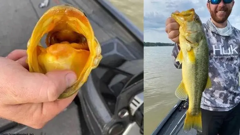 'One fish in a million': US man catches rare 'golden' largemouth bass fish, see pictures Man