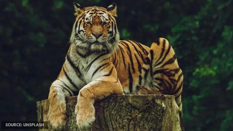 International Tiger Day 2020 quiz: Find out amazing facts about this majestic jungle cat International Tiger Day 2020