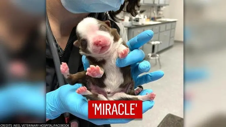 Miracle puppy born with six legs and two tails: 'Organs appear to be in great shape' puppy