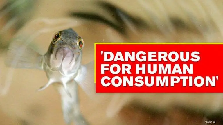 Amazon fish polluted with high levels of mercury due to illegal mining: Study Amazon