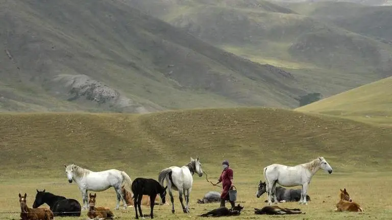 Fermented horse milk season on in Kyrgyzstan's Tian Shan mountains