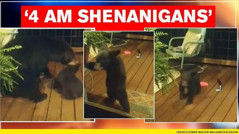 Bear cub turns up at house in US, gets dragged away by 'momma' | Watch Bear cub raids house in US, gets reprimanded by mother. Watch