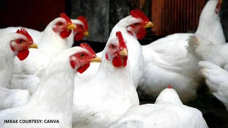 Can chicken cause coronavirus? Myths around connection between virus and meat busted can chicken cause coronavirus