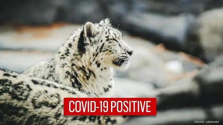 Snow leopard tests positive for COVID-19 in US zoo, sixth animal species to be infected Snow leopard