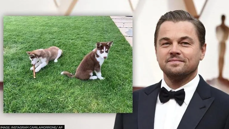 Leonardo DiCaprio narrates how he rescued his drowning dogs on the sets of 'Don't Look Up' leonardo dicaprio rescued his dogs
