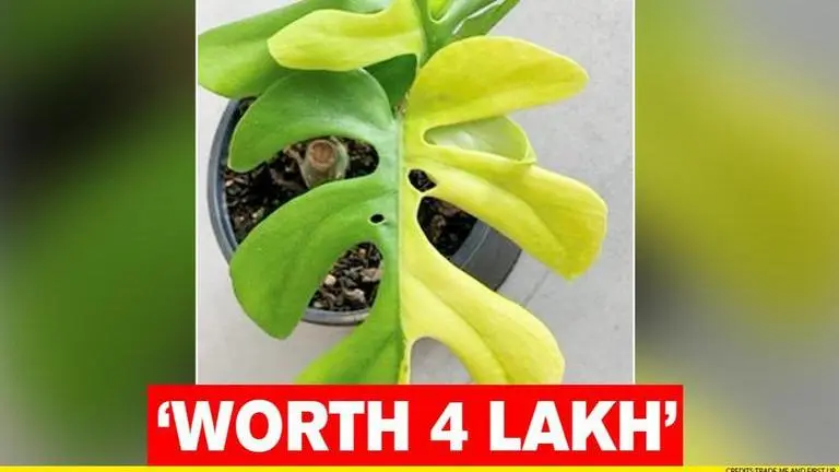 Indoor plant with 4 half green & half yellow leaves sold for Rs 4 lakh in New Zealand Indoor plant