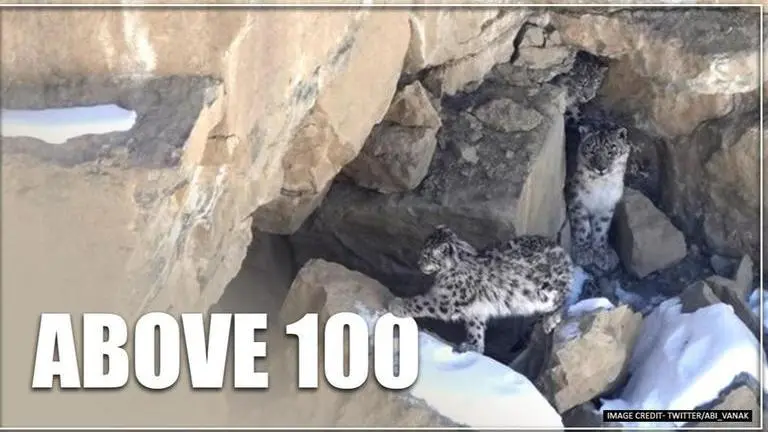 Himachal Pradesh witnesses rise in number of Snow Leopard, officials call it a 'good sign' Himachal Pradesh witnesses rise in number of Snow Leopard, offcials call it 'Good Sign'