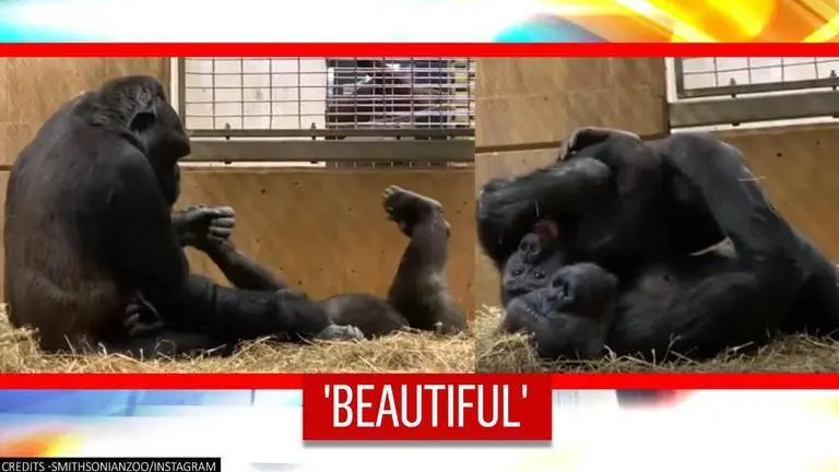 Zoo shares adorable video of endangered gorilla mother and baby playing: Watch gorilla laughter