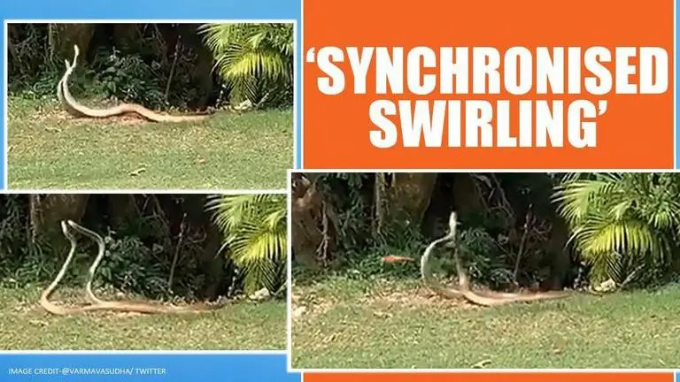 Snakes dance away in joy, convert golf course to a dance floor