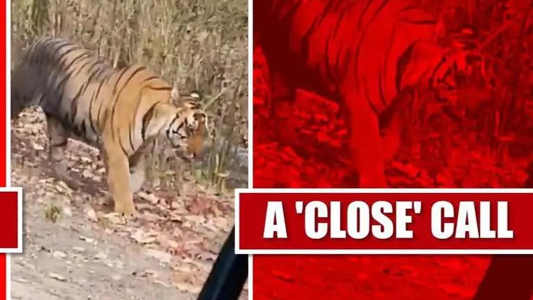 A close encounter between a tiger and a vehicle captured in video Tiger