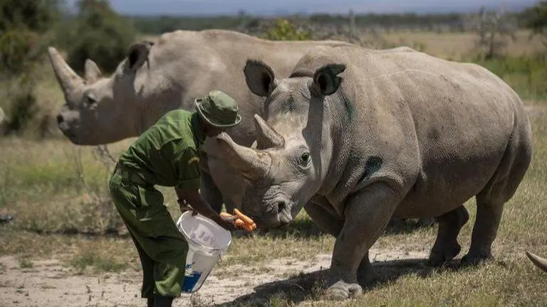 Virus stalls work to keep alive a rare rhino subspecies