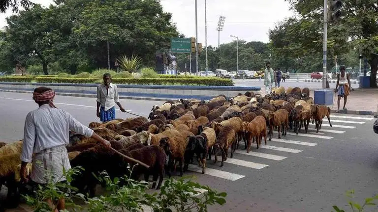 Goats and sheep quarantined after shepherd contracts COVID-19