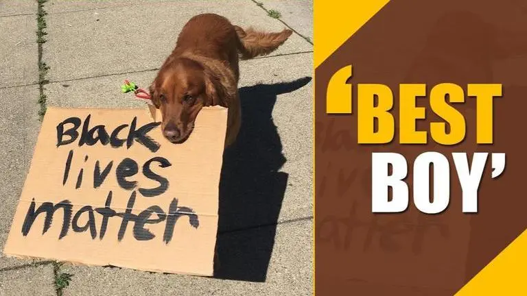 Video of dog holding ‘black lives matter’ placard at US protest takes internet by storm Video