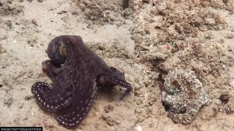 Viral octopus video shows its spectacular ability of changing colours; WATCH octopus