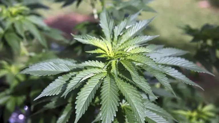 Andhra Pradesh Police seizes Rs 4.7 lakh worth Marijuana in West Godavari district Marijuana