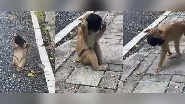 Monkey's stint with mask gets caught on camera, video goes viral; watch here Viral video