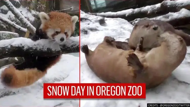Animals enjoy snow day in Oregon zoo; wholesome video wins internet aimals