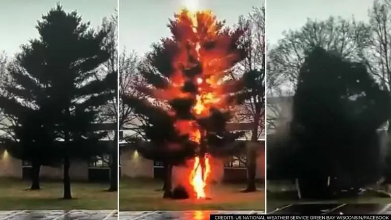 Video: Lightning strike leaves tree completely destroyed, netizens baffled lightening strike a tree