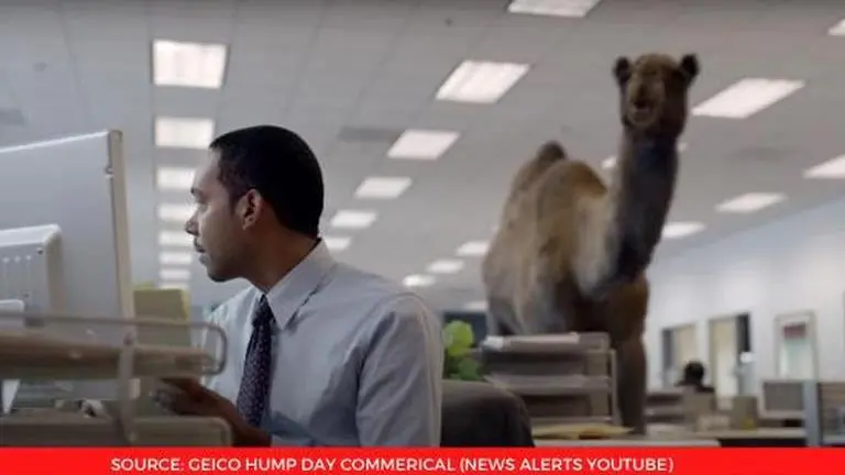 geico hump day commercial