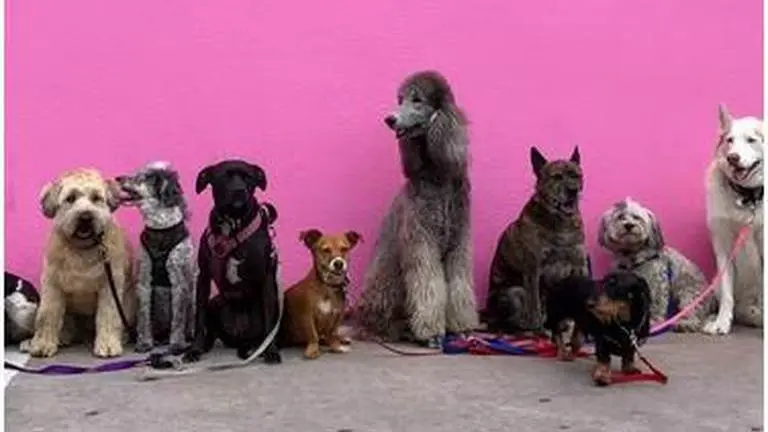 Google asks 'what would dogs use search engine for', netizens respond hilariously Google