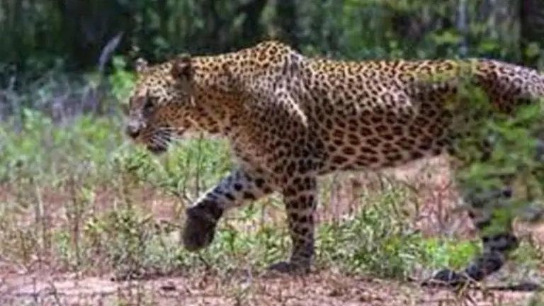 5 arrested for electrocuting leopard in Telangana