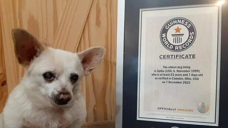 Guinness World Records names this Ohio Chihuahua as world's oldest dog; Know more Guinness World Records