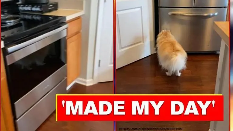 Video of visually impaired dog barking at ham in ‘oven’ makes netizens smile video