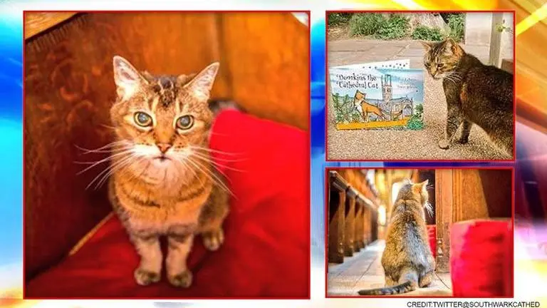 London: Cathedral holds 'thanksgiving ceremony' after beloved cat passes away
