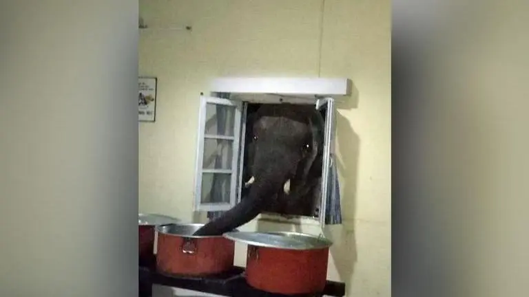 Old pic of Elephant entering military mess to steal rice sets internet to storm yet again Elephant Video
