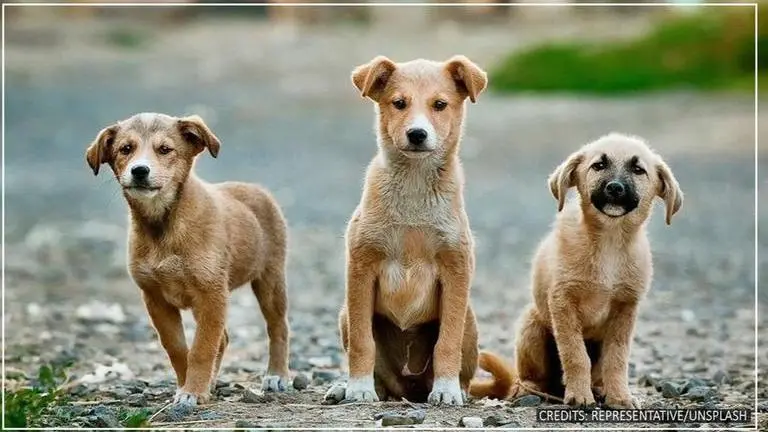 Bengaluru police to recruit and train stray dogs to assist the force Bengaluru