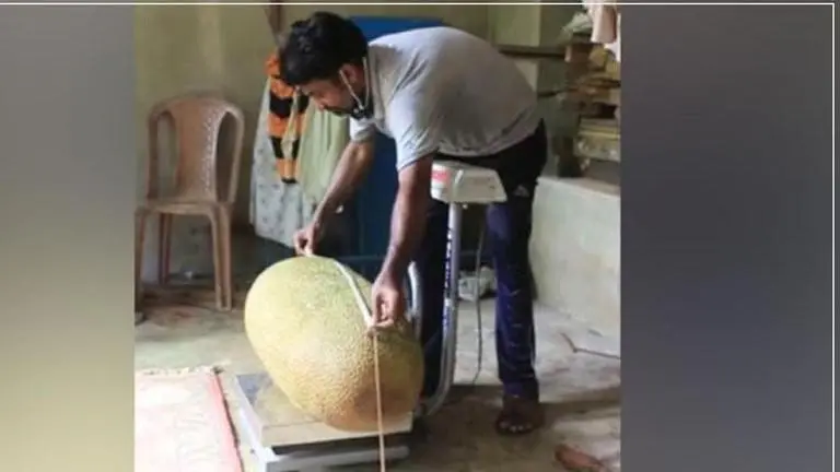 Kerala family finds massive 51.4 kg jackfruit in backyard; seeks Guinness World Record Guinness World Records