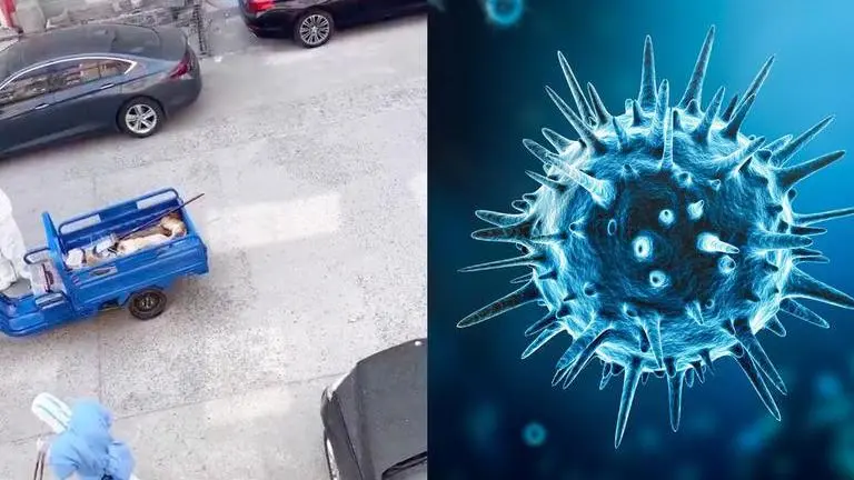 China: Healthcare worker beats dog to death after owner tests positive for COVID-19 China