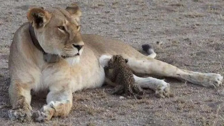 Gujarat: Lioness found dead at Gir sanctuary