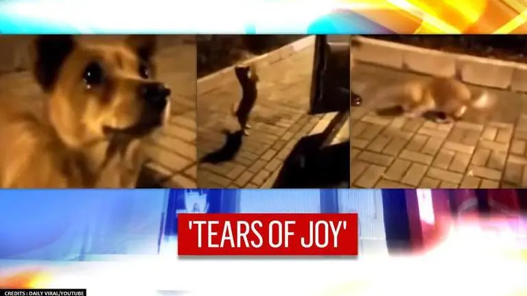 Stray dog gets teary-eyed after kind stranger feeds sausages; watch emotional video Stray dog
