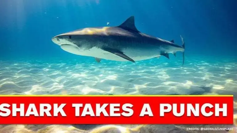 Brave surfer saves fellow surfer by punching attacking shark