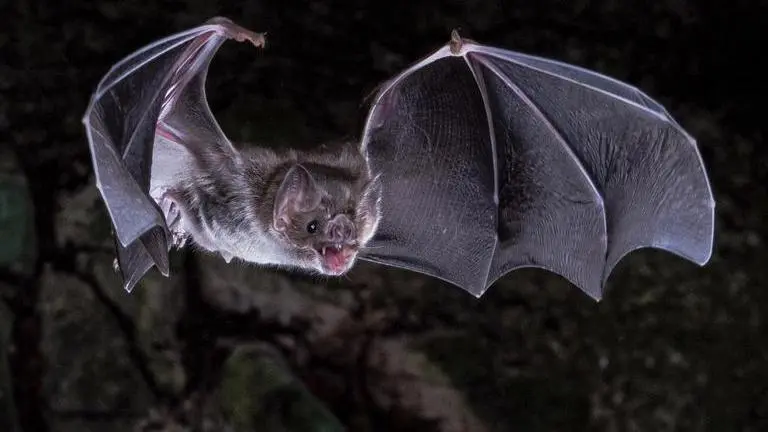 'Vampire' unearthed in Poland with a sickle across neck to prevent 'rise from dead' vampire