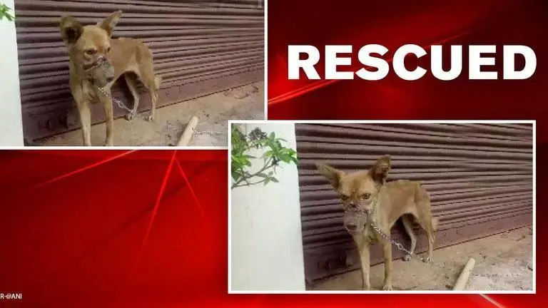 Mouth sealed with insulation tape, dog rescued after 2-week torture in Kerala's Thrissur Kerala