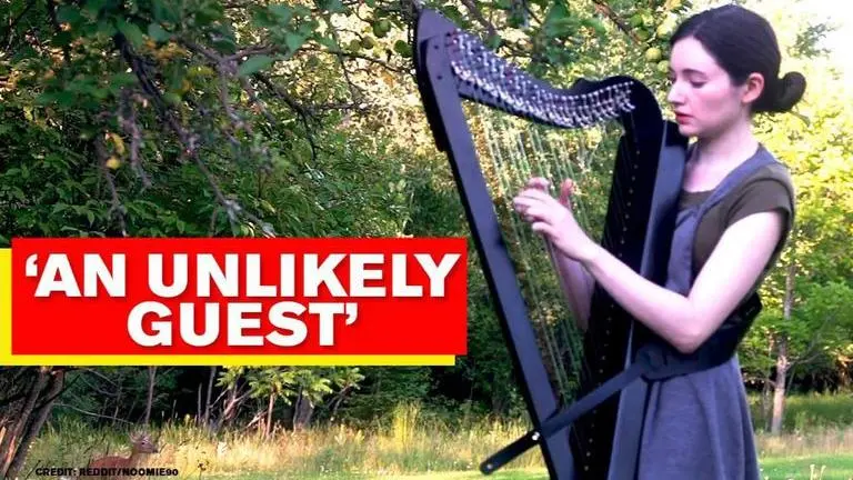 Girl's 'harp session turns into a Disney movie' as video captures 'unlikely guest' | Watch harp session
