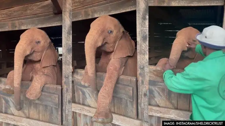 Watch video of baby elephant refusing to sleep; Netizens say, 'Just like human toddlers' Sheldrick Trust