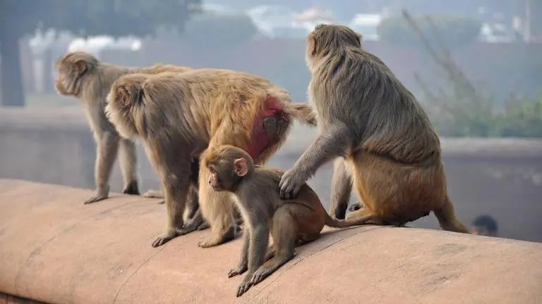Feeding monkeys in Sikkim will invite a fine of Rs 5,000