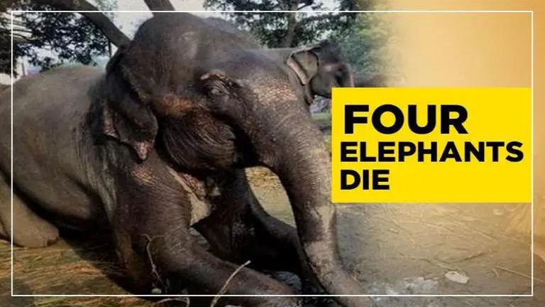 Elephant casualty rises to 4 in Nandanakanan zoo due to EEHV attack Elephants